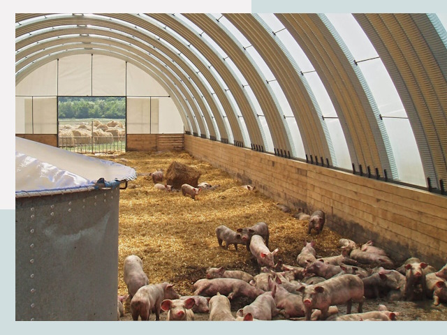 Строительство свинарников в Уссурийске